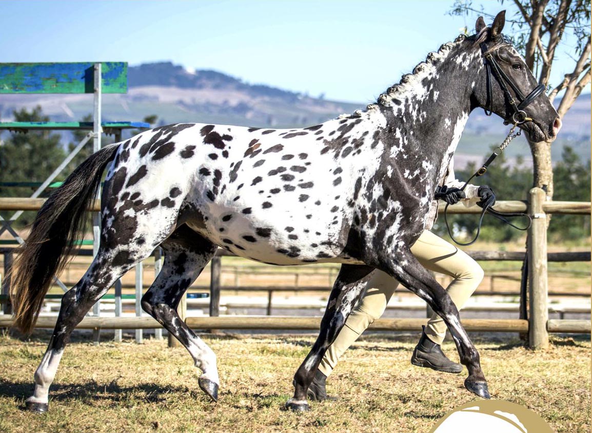 Painted Wap Meyers Watermark - Appaloosa Horse For Sale - Coloured Stallion
